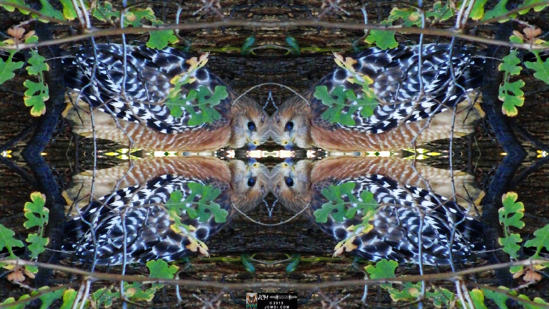 Red Shouldered Hawk (Quadroscopic Art Version)